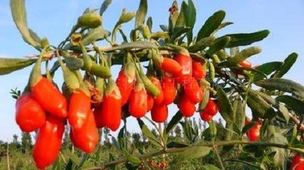 中寧枸杞商城 推動(dòng)枸杞產(chǎn)業(yè)從初級(jí)農(nóng)產(chǎn)品向現(xiàn)代化轉(zhuǎn)型