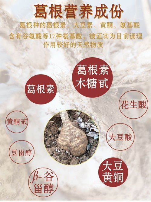 農(nóng)家葛根 來自云浮云霧山居的綠色鮮味