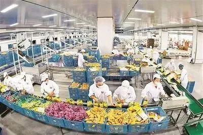 初級農(nóng)產(chǎn)品迎來轉(zhuǎn)型升級新契機(jī) 我國農(nóng)產(chǎn)品加工業(yè)產(chǎn)業(yè)集群正蓄勢待發(fā)