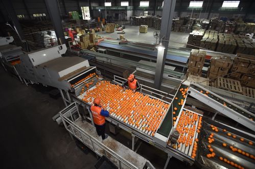 拼多多農(nóng)產(chǎn)品上行報(bào)告 三區(qū)三州銷售額激增413%，初級農(nóng)產(chǎn)品成電商助農(nóng)新引擎